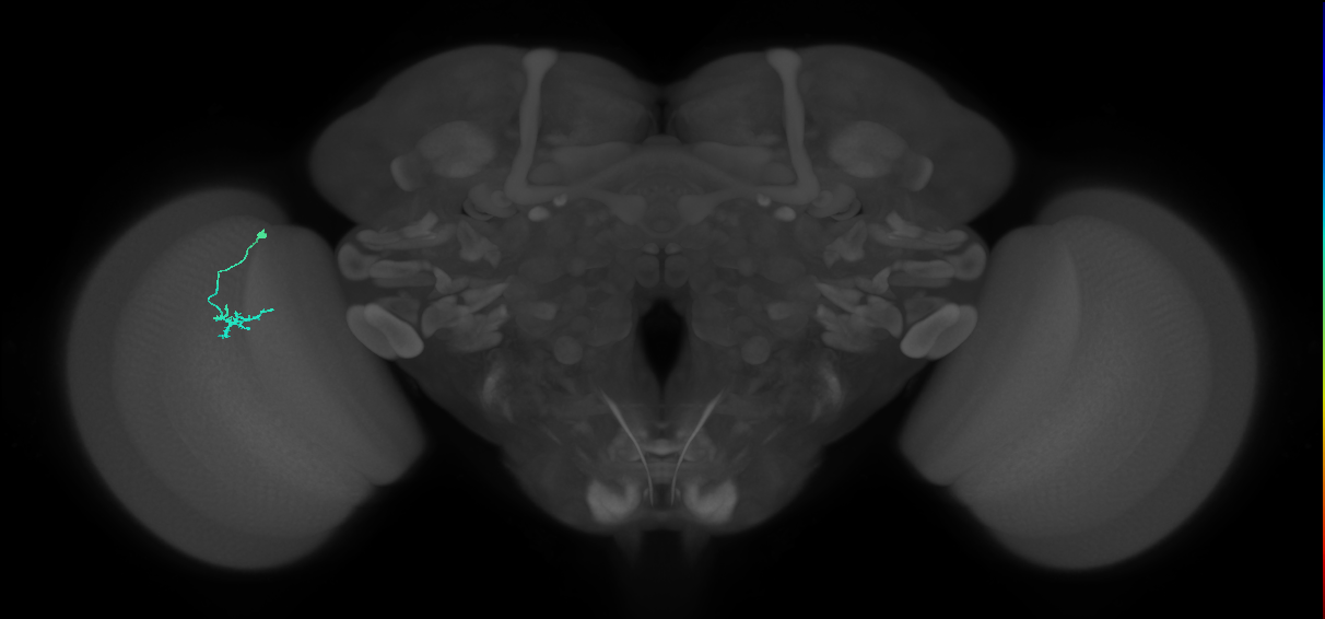 Dm15_L (MaleCNS:184282)