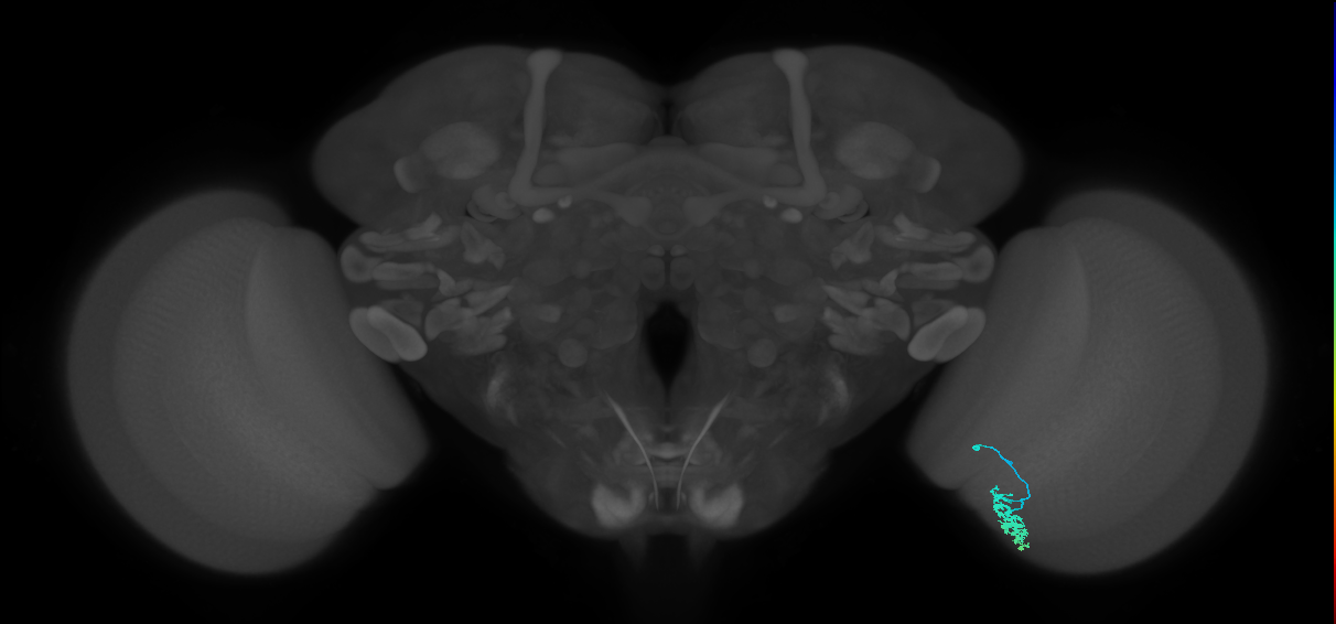 Dm15_R (MaleCNS:65558)