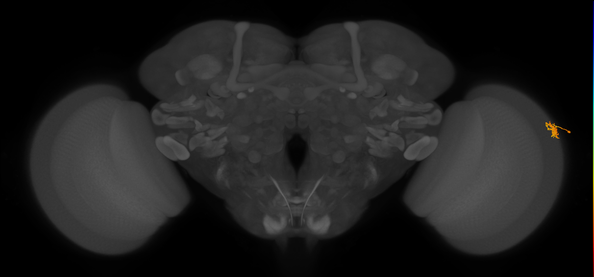 Dm15_R (MaleCNS:77649)