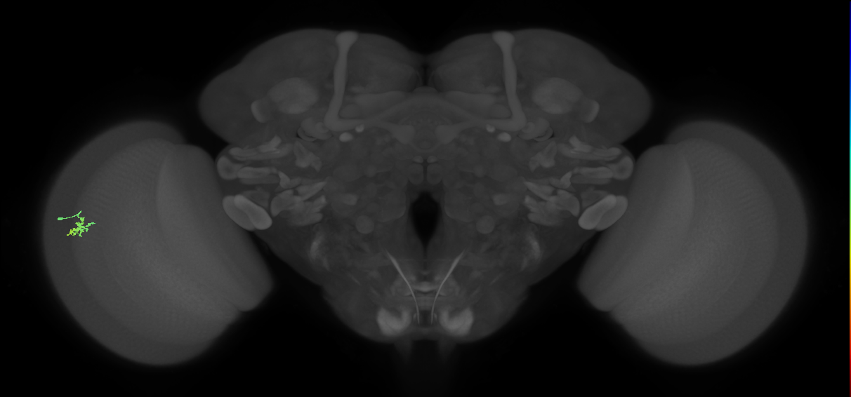 Dm15_L (MaleCNS:515923)