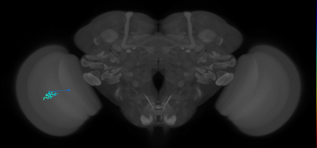 Dm15_L (MaleCNS:151745)