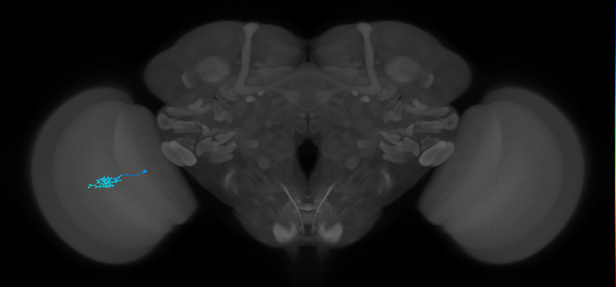 Dm15_L (MaleCNS:559102)