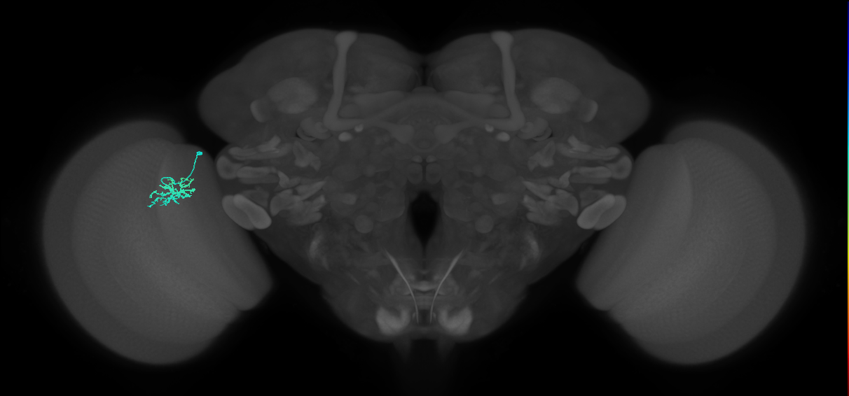 Dm15_L (MaleCNS:134994)
