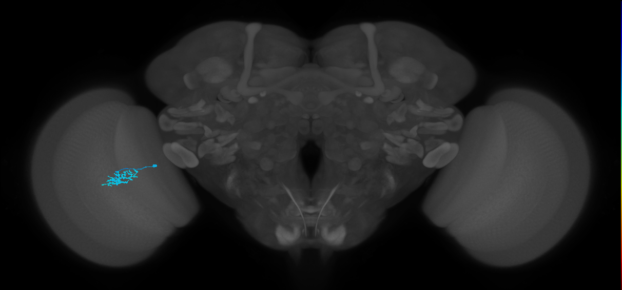 Dm15_L (MaleCNS:529697)