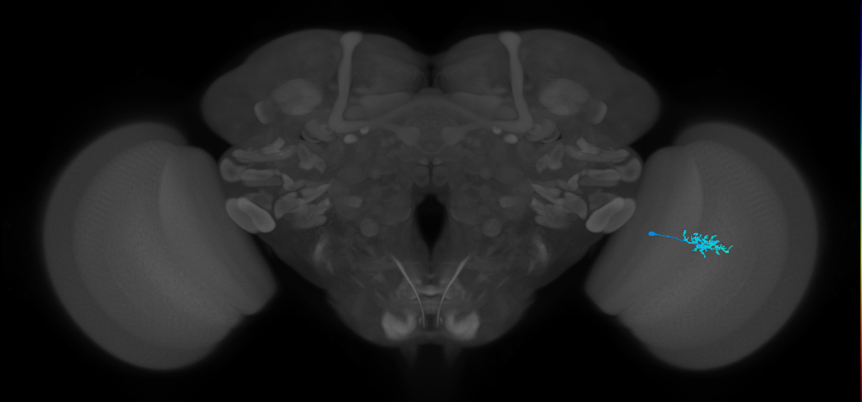 Dm15_R (MaleCNS:70657)