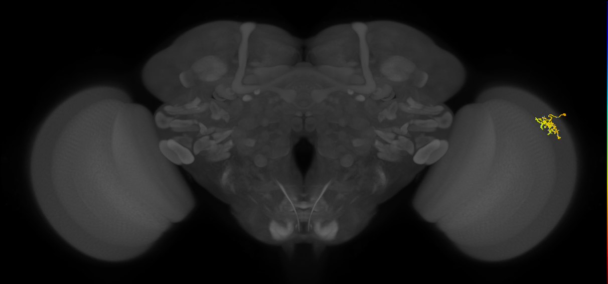 Dm15_R (MaleCNS:68907)