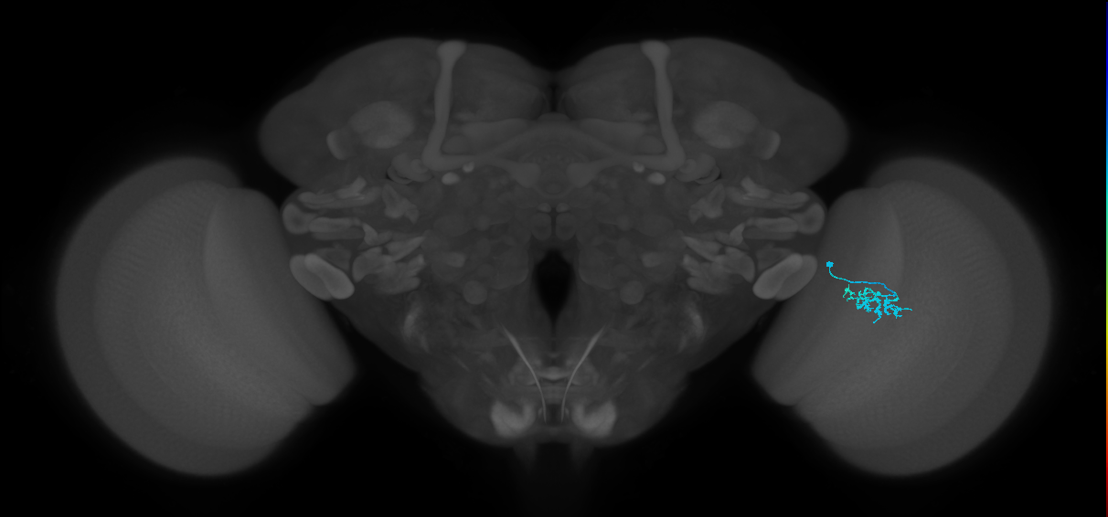 Dm15_R (MaleCNS:78849)