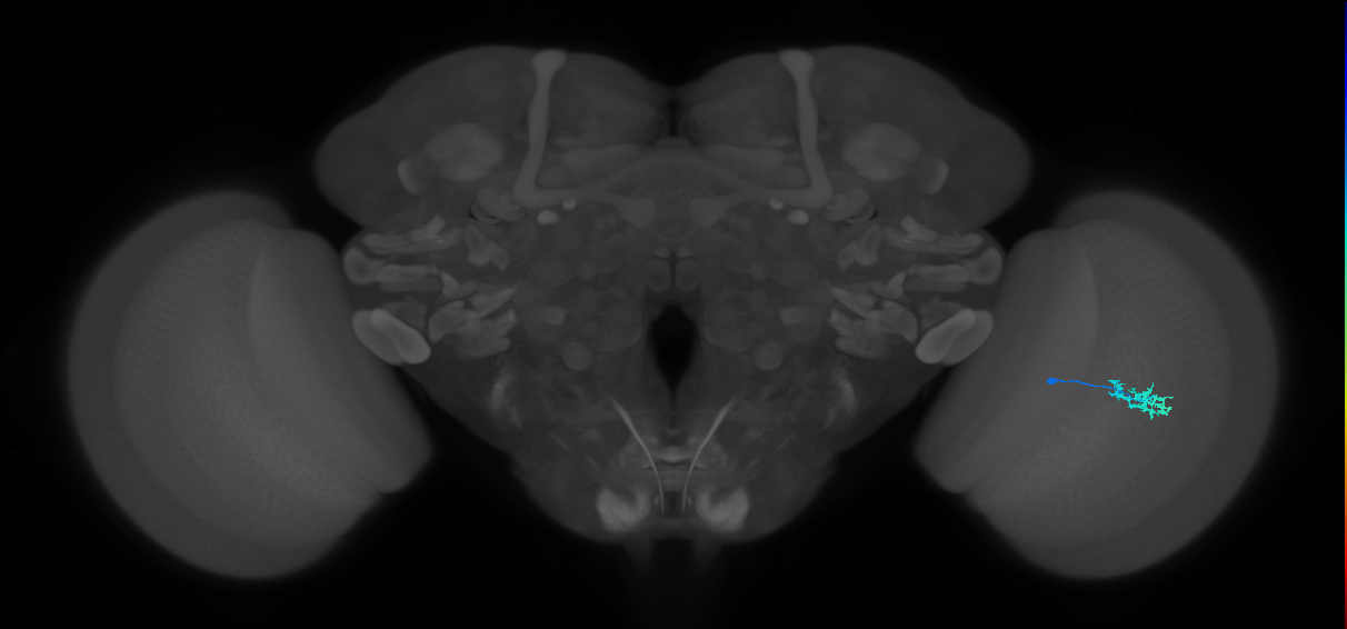 Dm15_R (MaleCNS:76336)