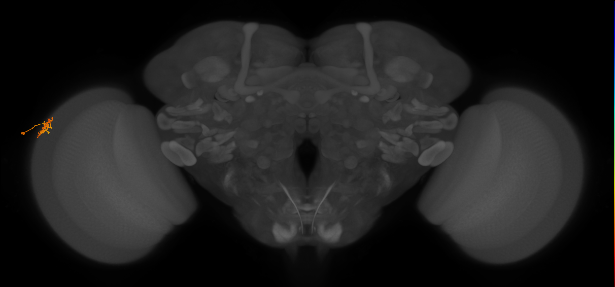 Dm15_L (MaleCNS:48702)