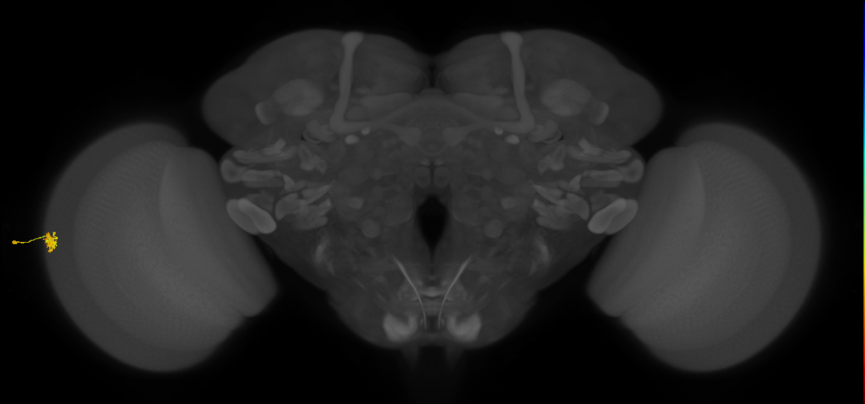 Dm15_L (MaleCNS:101812)