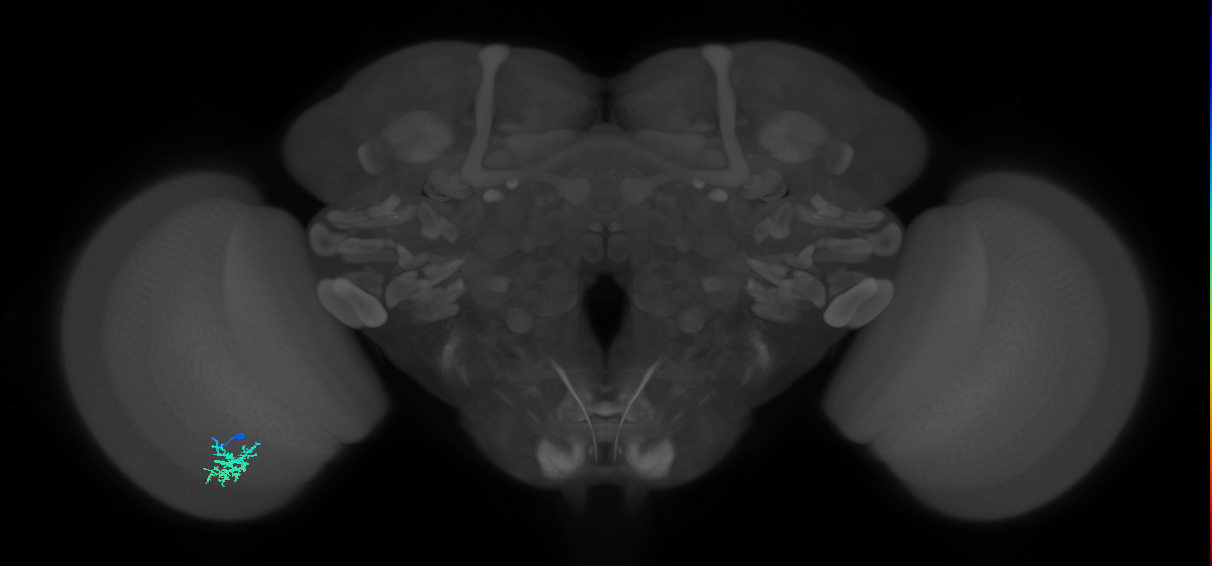 Dm15_L (MaleCNS:543232)