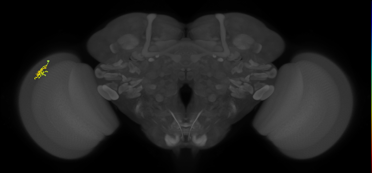 Dm15_L (MaleCNS:21420)