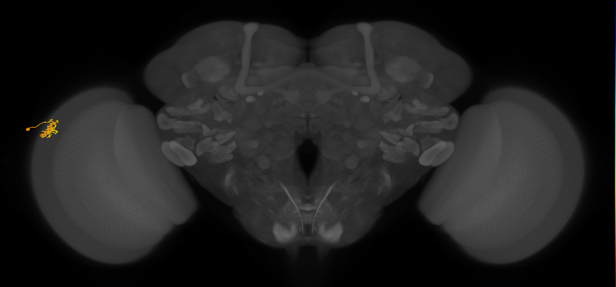 Dm15_L (MaleCNS:571216)