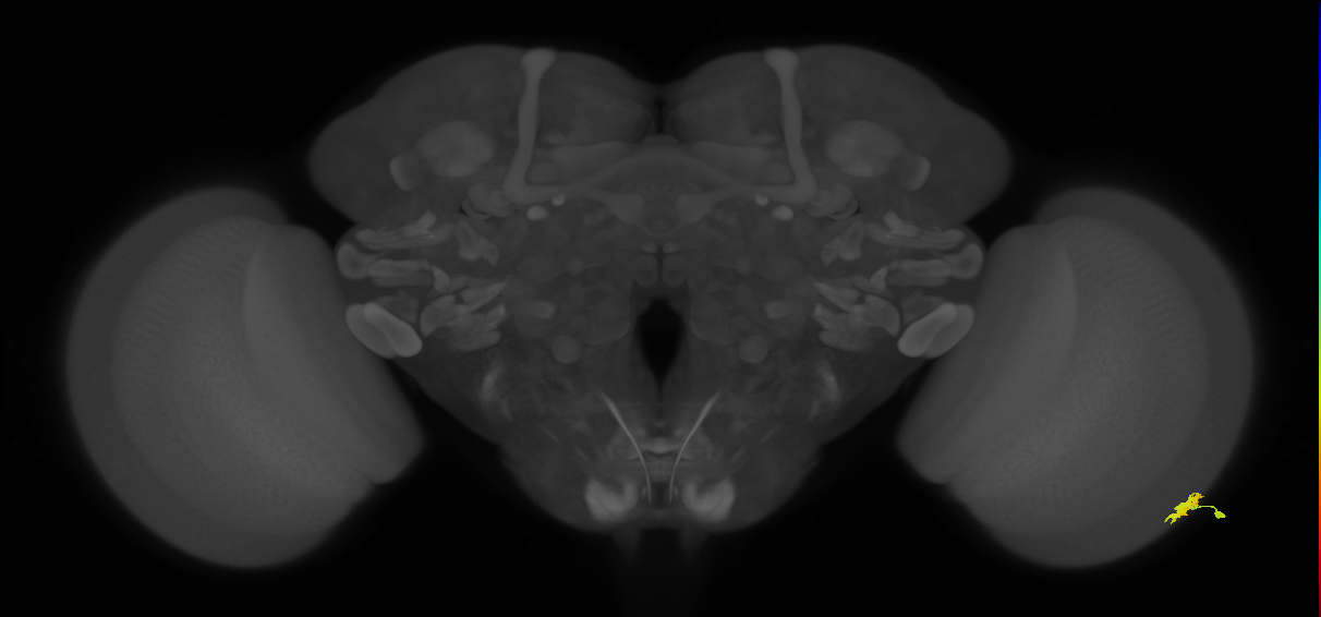 Dm15_R (MaleCNS:69941)