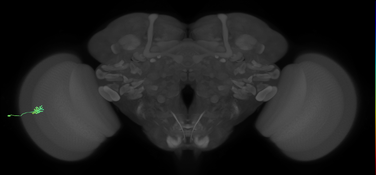 Dm15_L (MaleCNS:550363)