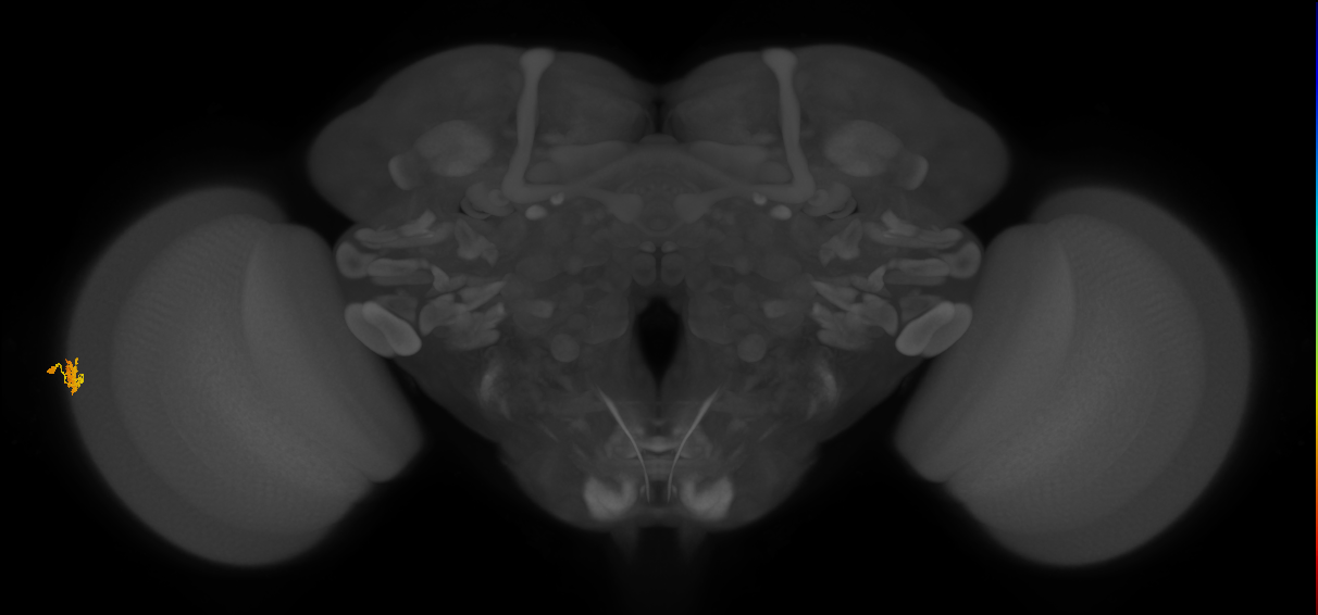 Dm15_L (MaleCNS:86756)
