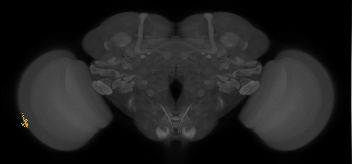 Dm15_L (MaleCNS:536542)