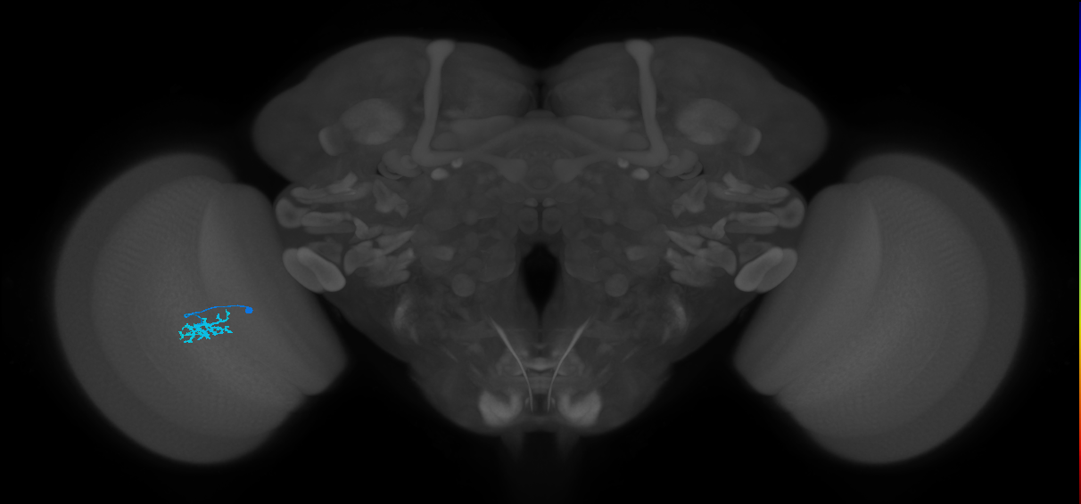 Dm15_L (MaleCNS:81102)