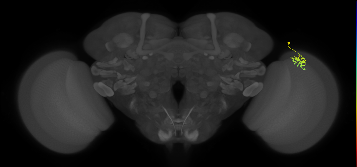 Dm15_R (MaleCNS:61059)