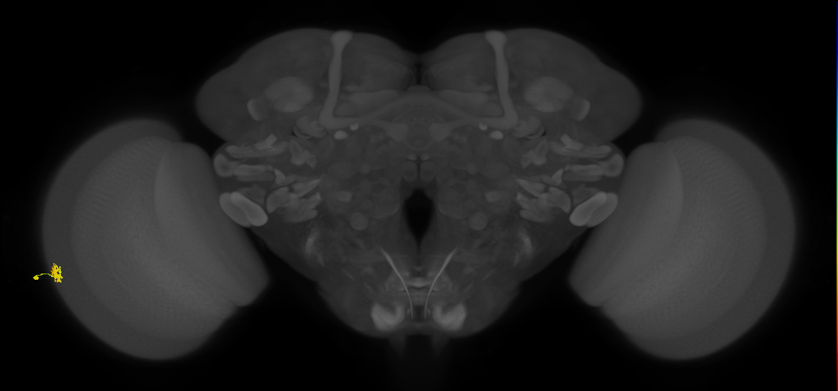 Dm15_L (MaleCNS:155272)