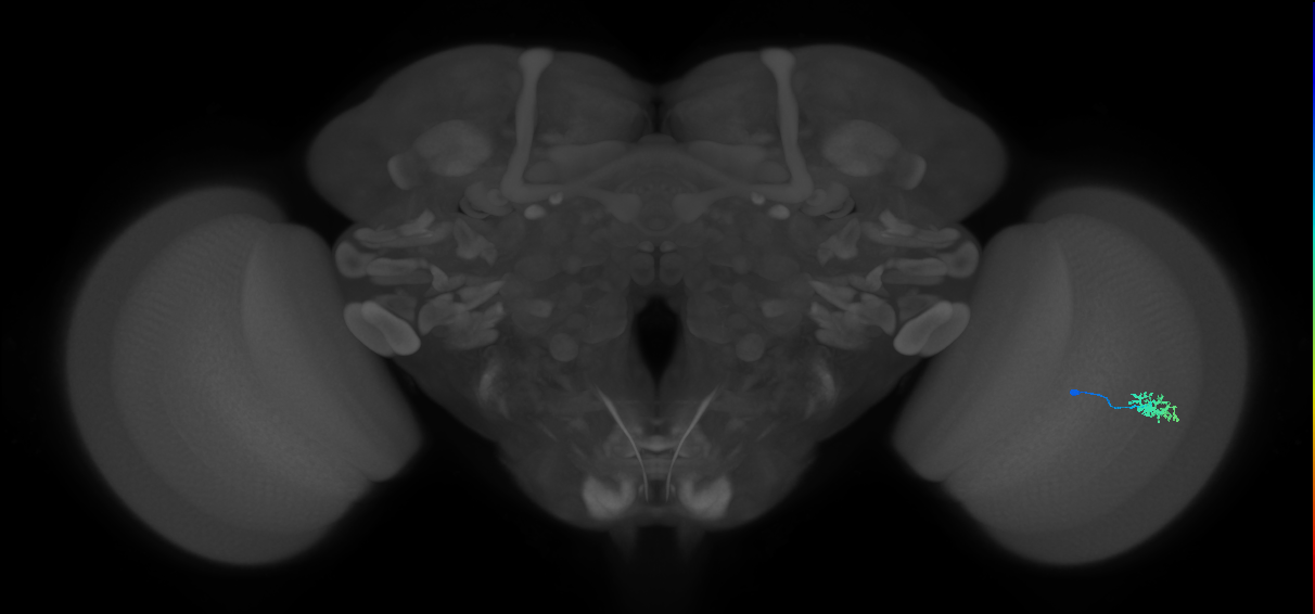 Dm15_R (MaleCNS:116274)