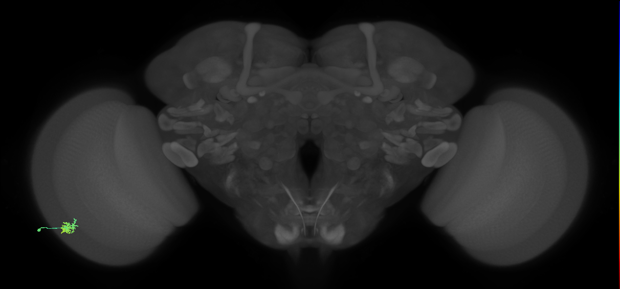 Dm15_L (MaleCNS:527203)