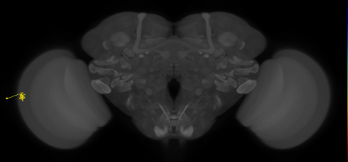 Dm15_L (MaleCNS:106262)