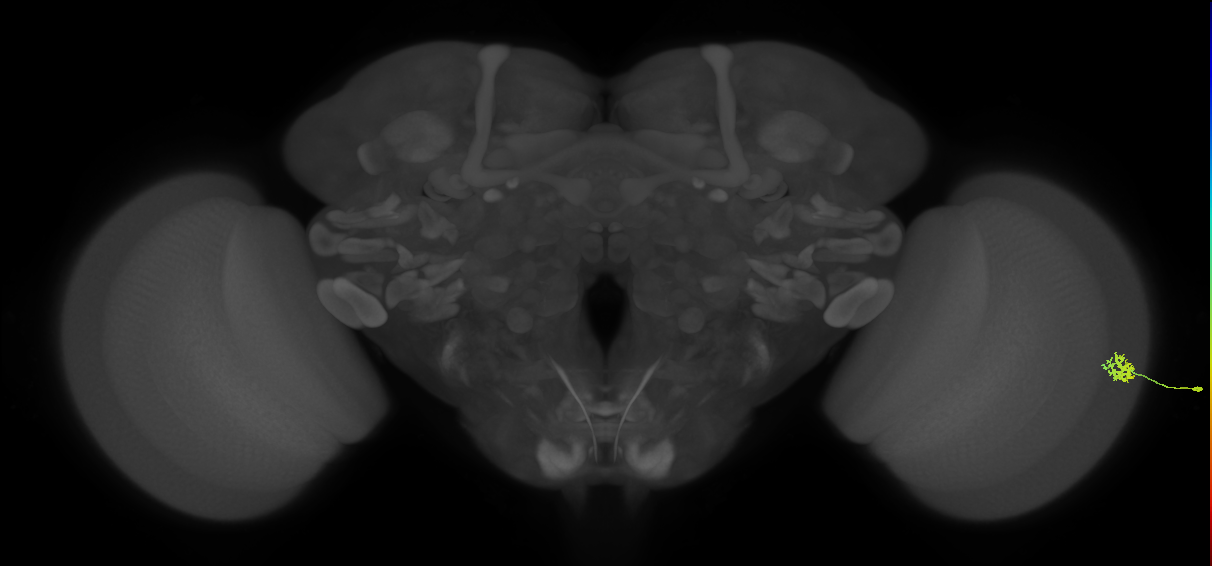 Dm15_R (MaleCNS:123217)