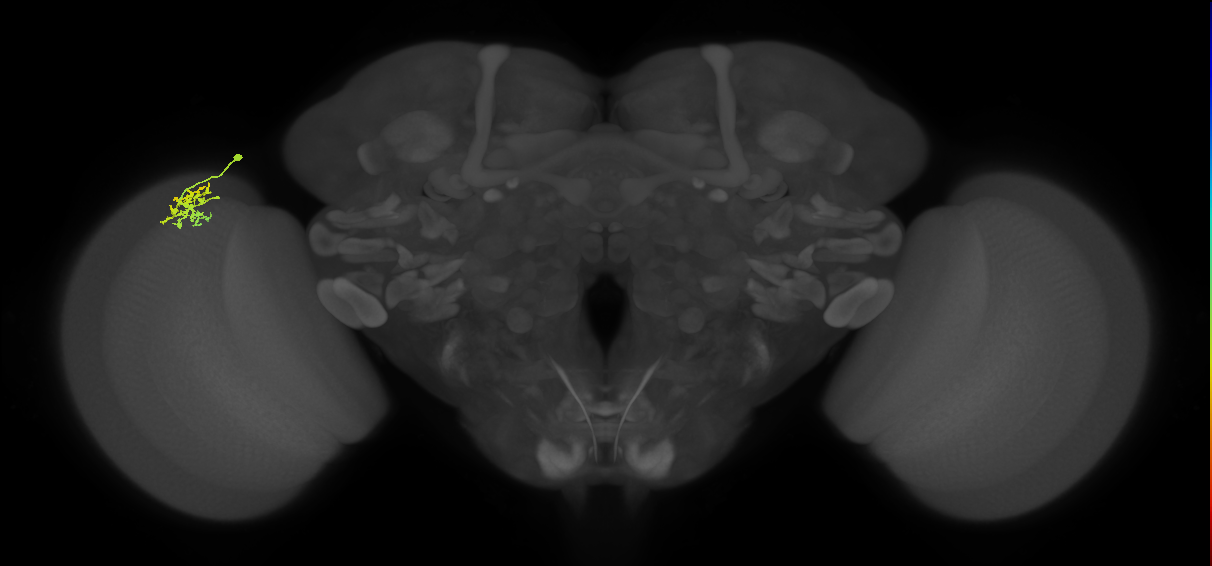 Dm15_L (MaleCNS:56334)