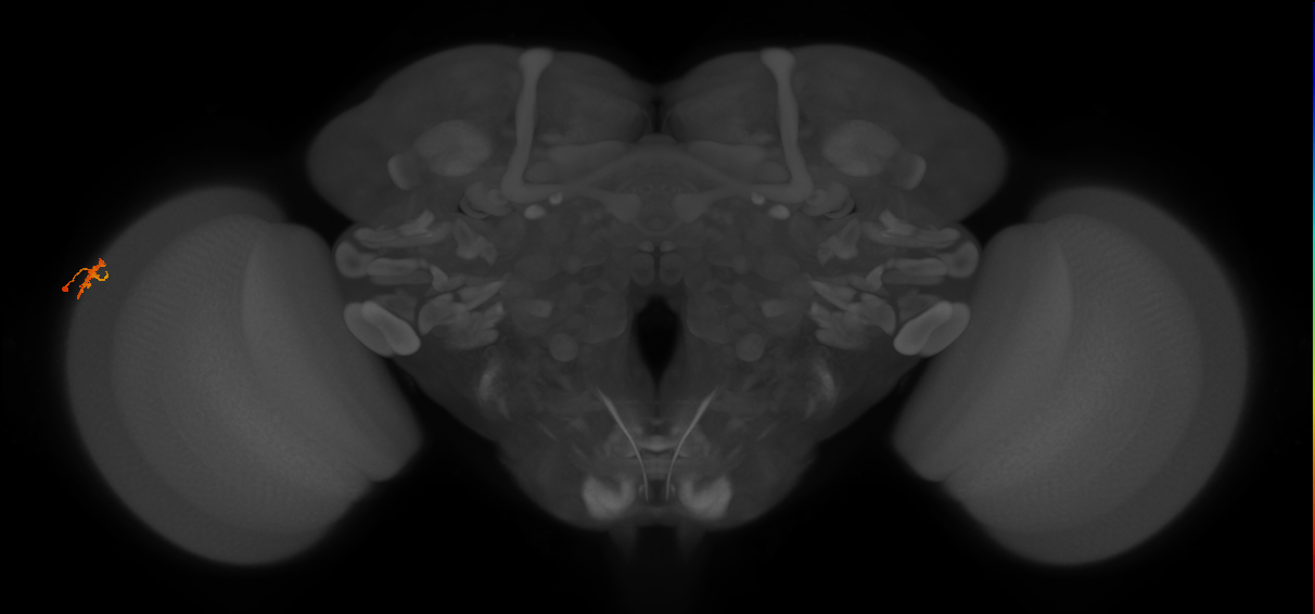 Dm15_L (MaleCNS:104463)