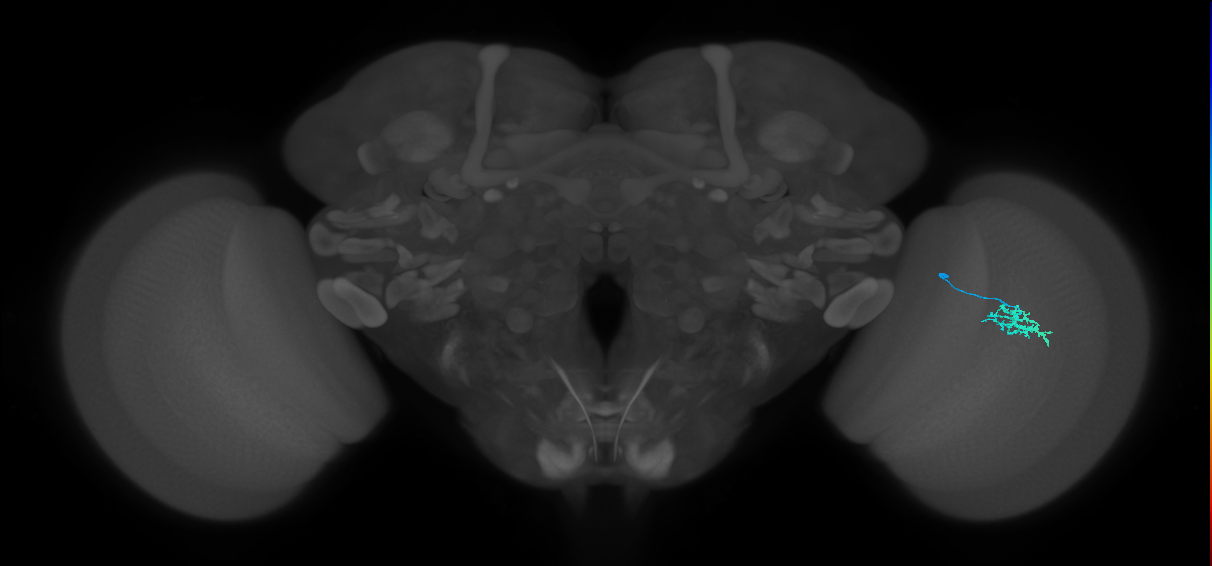 Dm15_R (MaleCNS:109717)