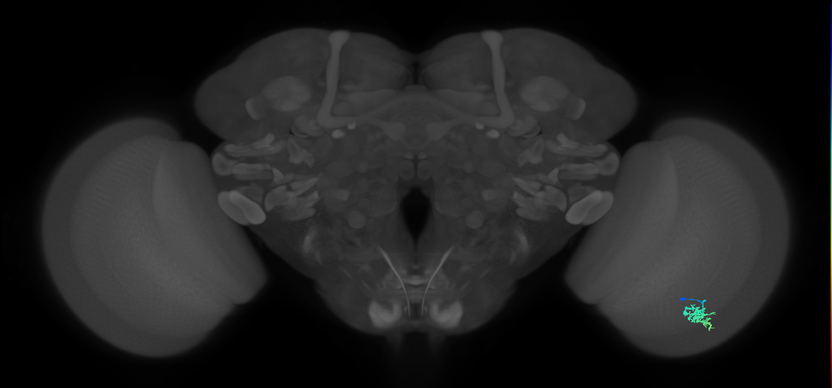 Dm15_R (MaleCNS:66781)