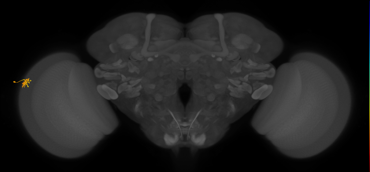 Dm15_L (MaleCNS:93200)
