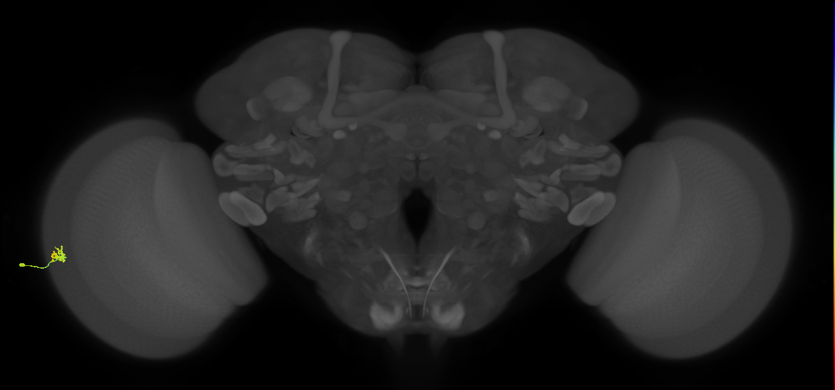 Dm15_L (MaleCNS:99238)