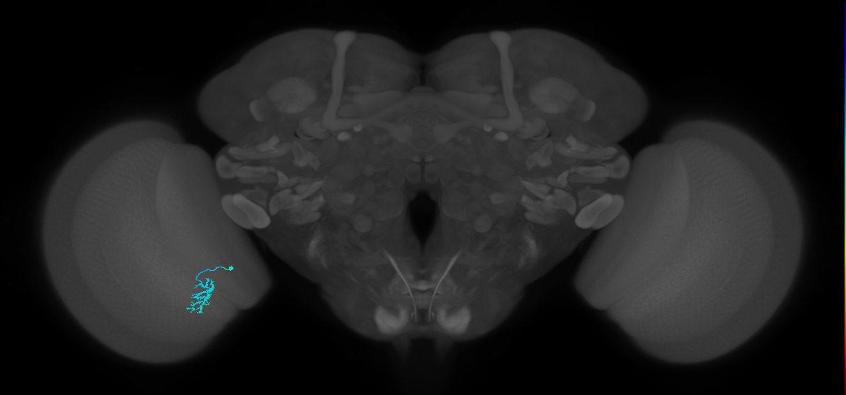 Dm15_L (MaleCNS:95131)