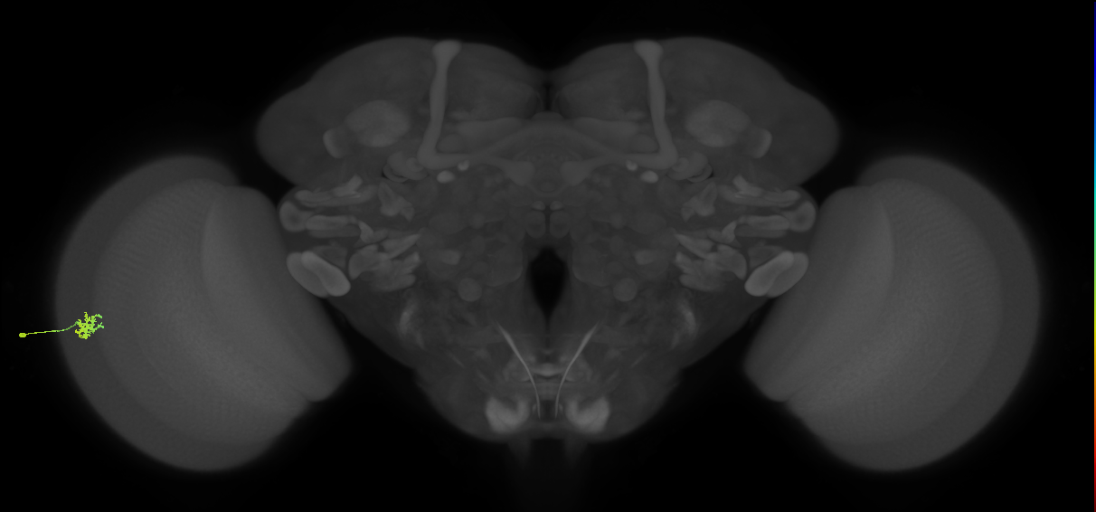 Dm15_L (MaleCNS:99008)
