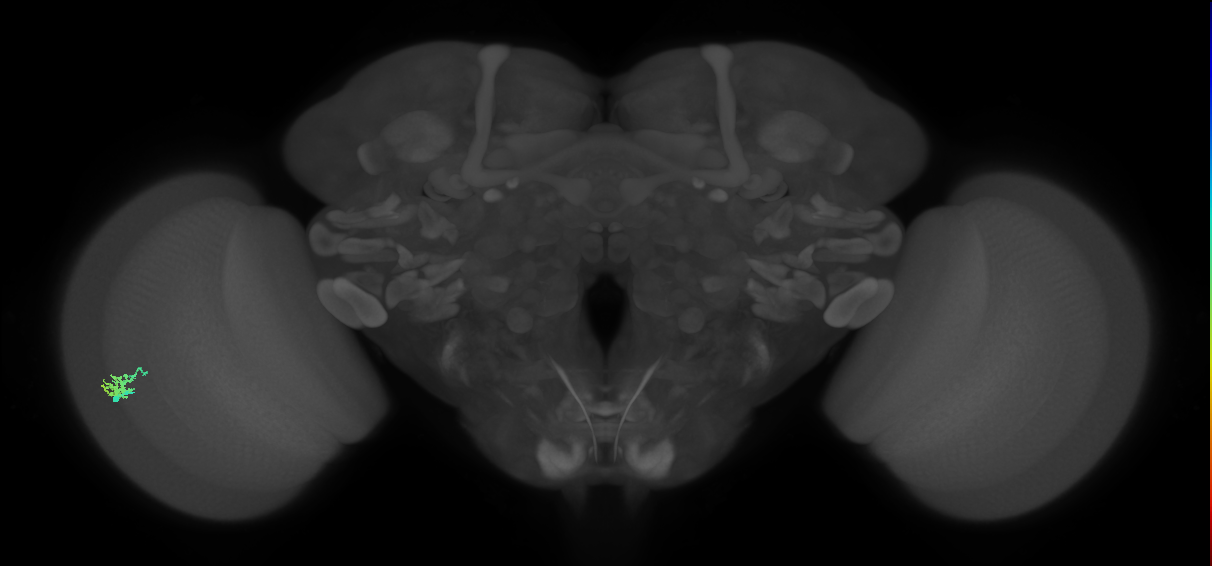 Dm15_L (MaleCNS:90665)
