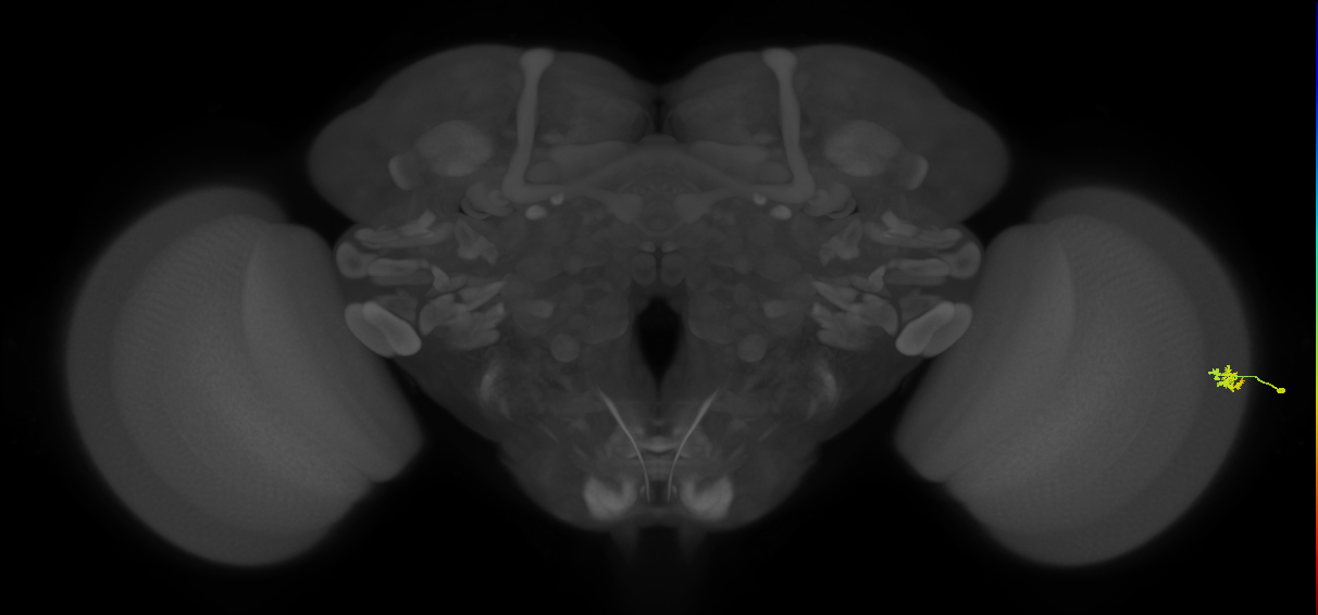 Dm15_R (MaleCNS:132847)