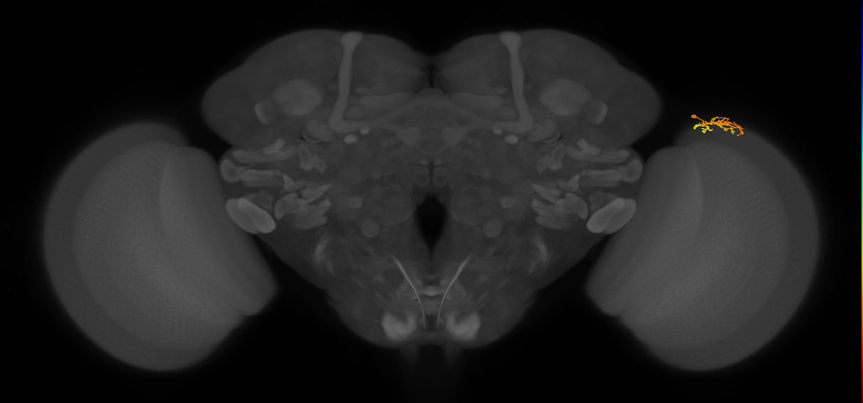 Dm15_R (MaleCNS:545053)