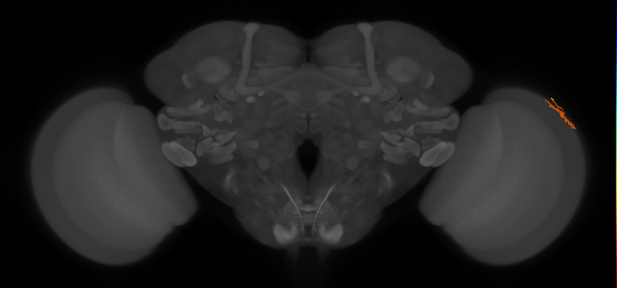 Dm15_R (MaleCNS:100510)