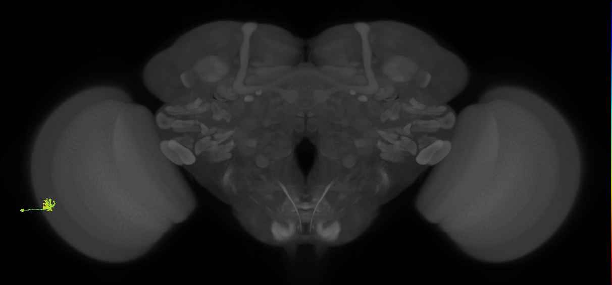 Dm15_L (MaleCNS:85301)