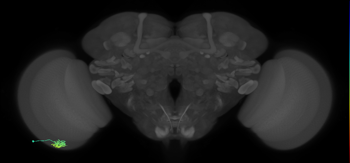 Dm15_L (MaleCNS:520748)