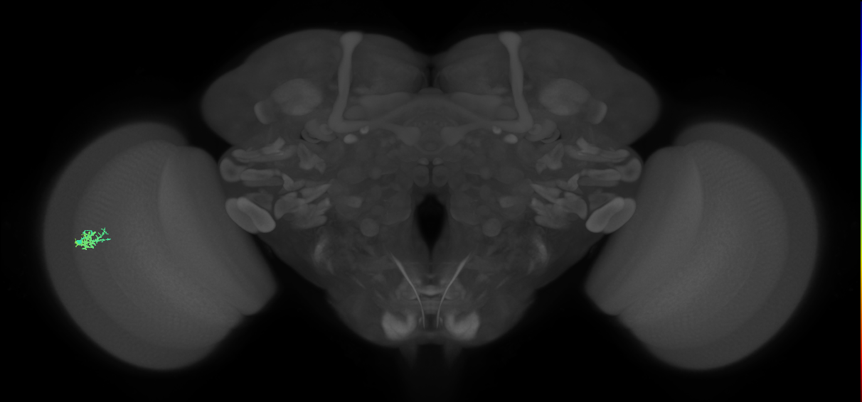 Dm15_L (MaleCNS:569683)