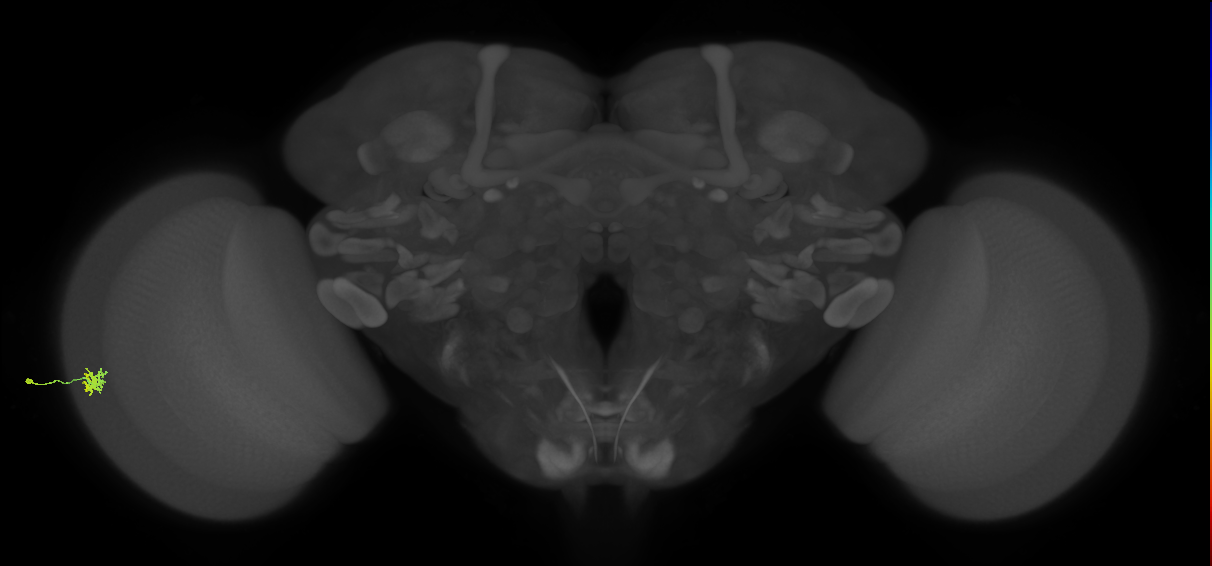 Dm15_L (MaleCNS:96643)