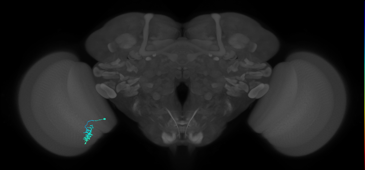 Dm15_L (MaleCNS:77476)