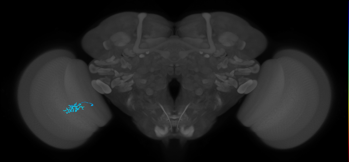 Dm15_L (MaleCNS:129087)