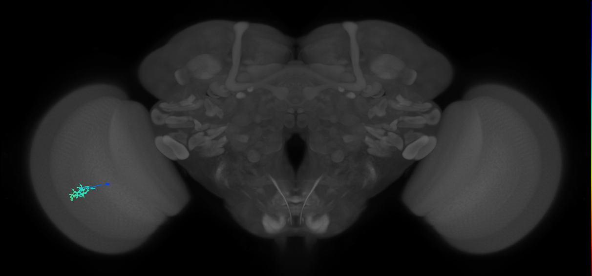 Dm15_L (MaleCNS:182631)