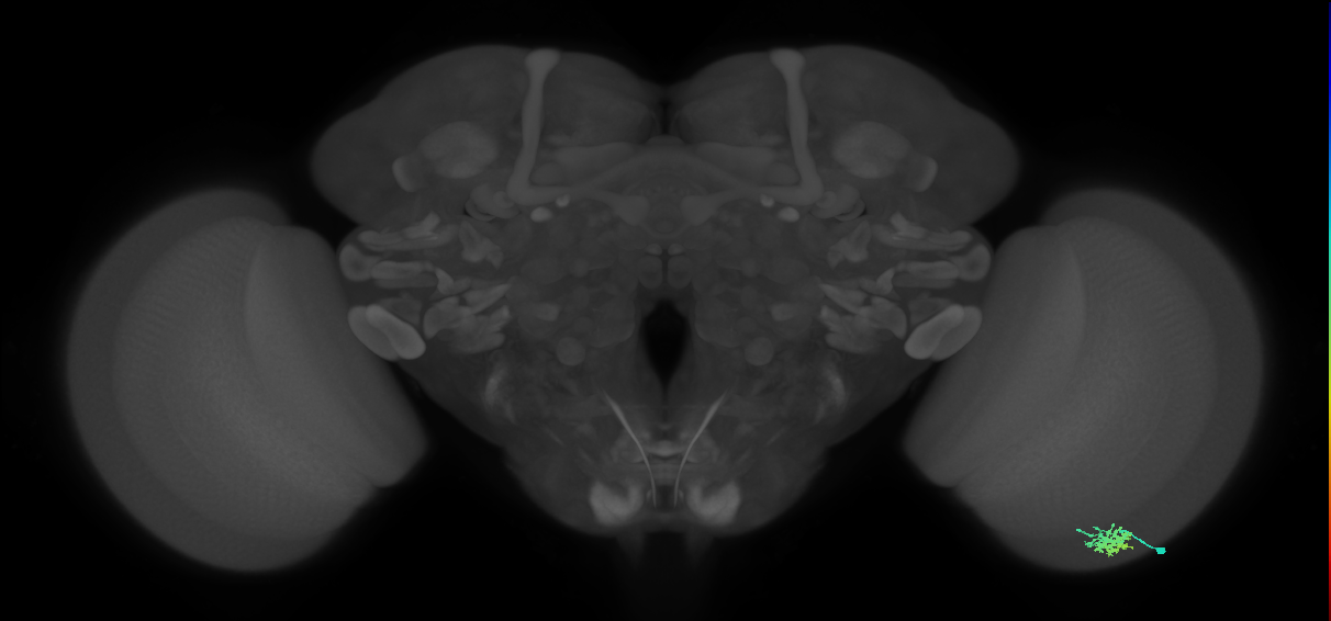 Dm15_R (MaleCNS:59417)