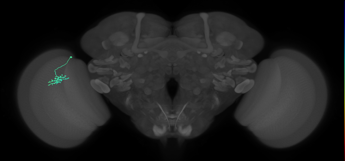 Dm15_L (MaleCNS:532702)