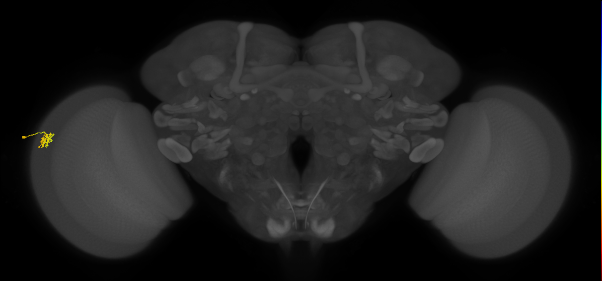 Dm15_L (MaleCNS:36187)